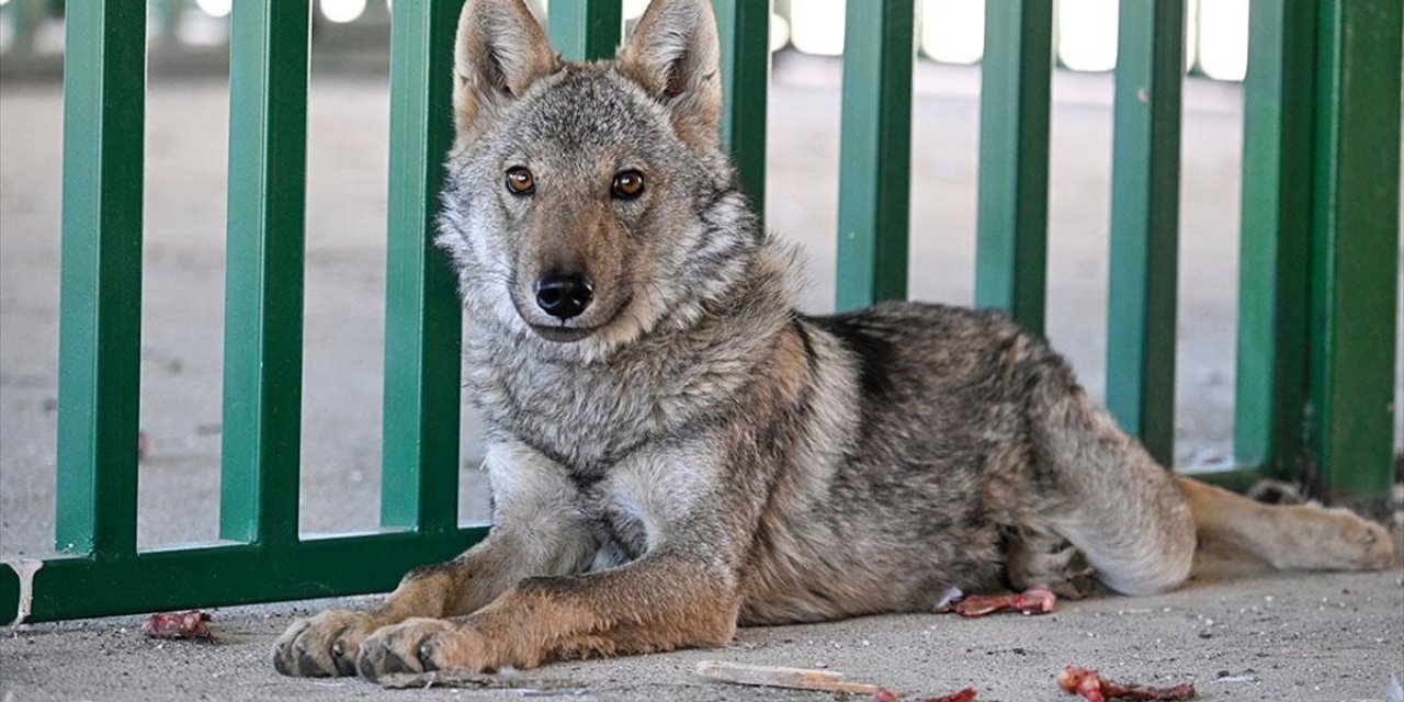 Van'da Bir Evde Alıkonulan Kurt Koruma Altında