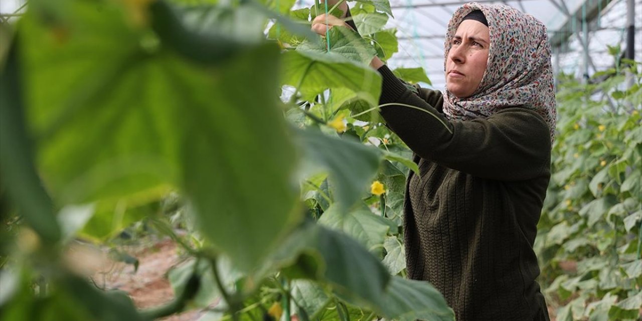 Kadın Girişimci Devlet Desteğiyle Kurduğu Serada Üretime Katkı Sağlıyor