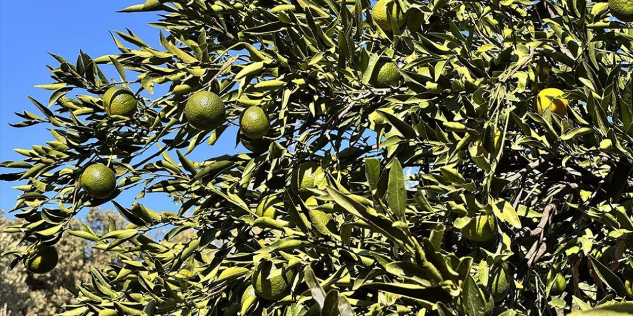 Coğrafi İşaretli Bodrum Mandalinasında Rekolte Beklentisi Yüksek