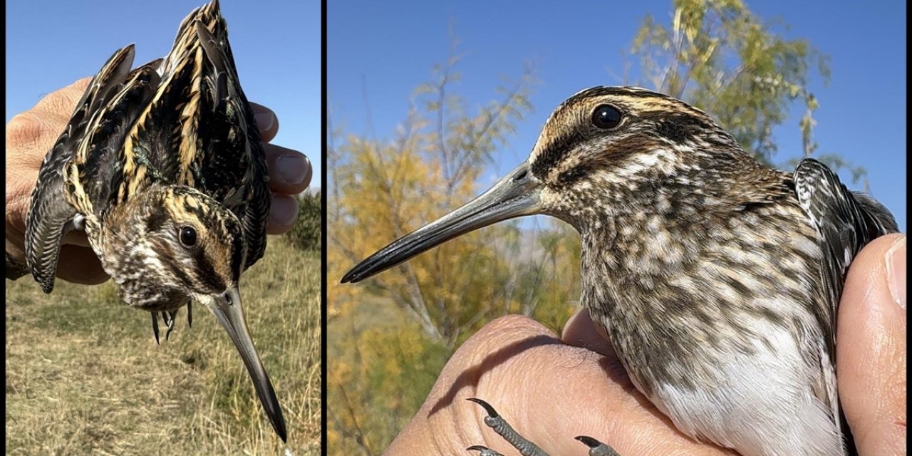 Türkiye'de En Nadir Görülen Kuşlardan Küçük Suçulluğu, Iğdır'da Halkalandı