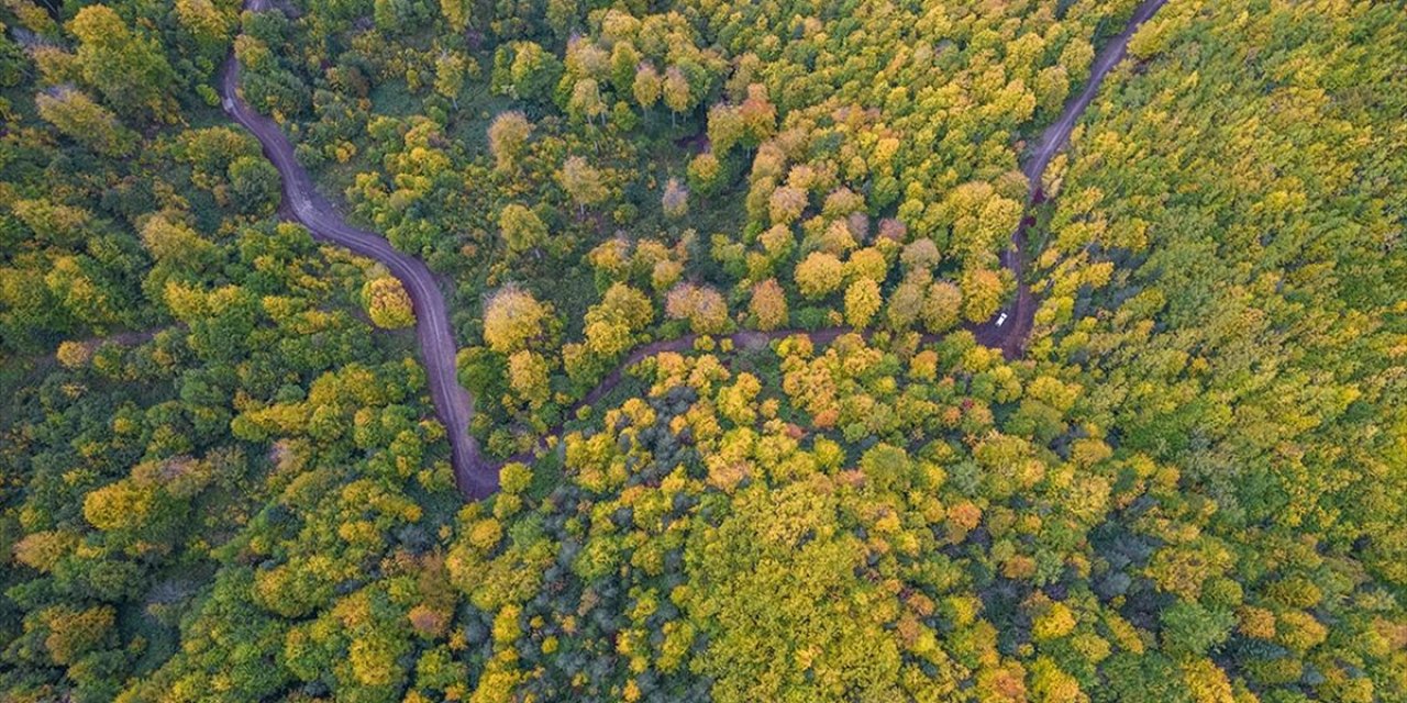 Kastamonu Ormanlarında Sonbaharın Renk Cümbüşü Yaşanıyor
