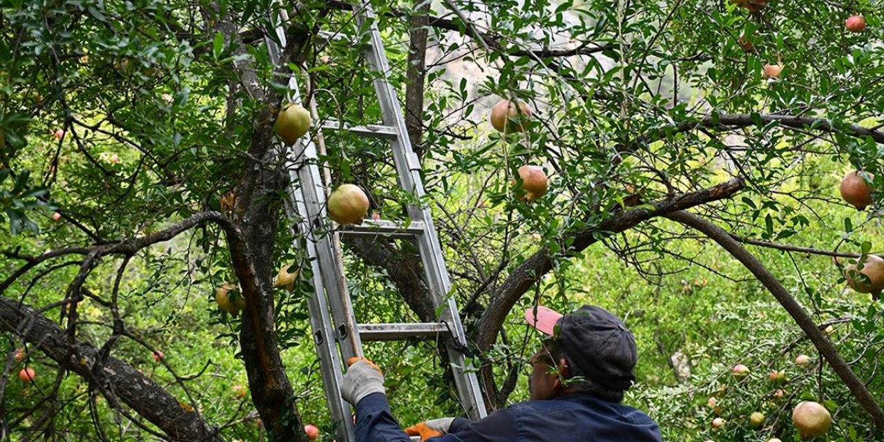 Yaktığı Ateşle Bahçesini Zirai Dondan Koruyan Nar Üreticisi Geçen Yılki Verimi Yakaladı