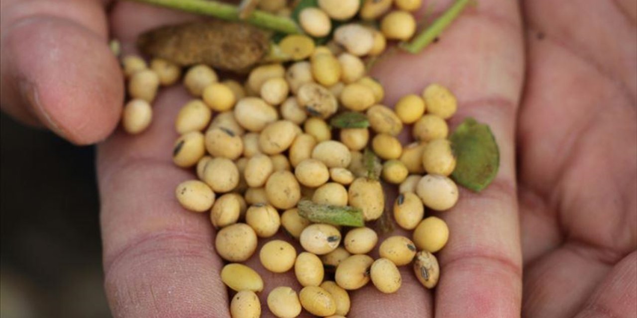 ABD-Çin Ticari Gerilimine Soya Fasulyesi de Eklendi