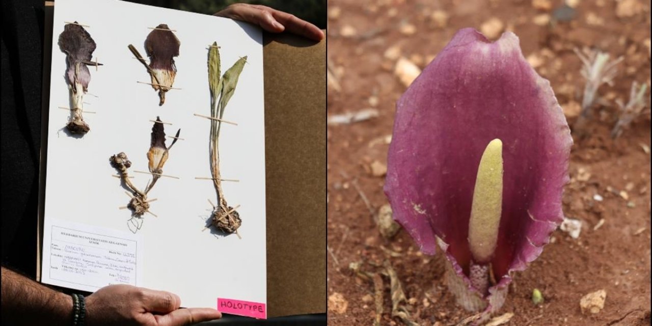 Yeni Bitki Türü, Keşfine Öncülük Eden Tarım İşletmecisinin Adıyla Literatürde
