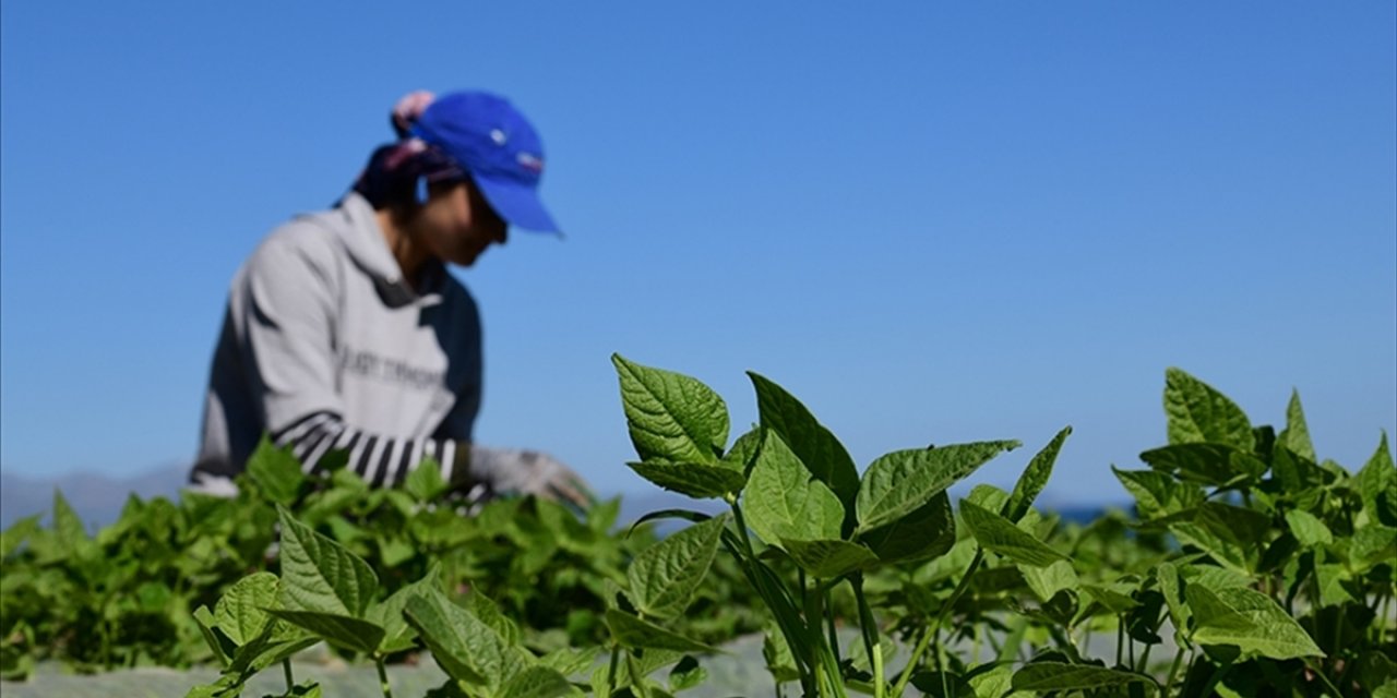 Fao ve Türkiye'den Tarım Politikalarını Güçlendirecek Yeni Proje