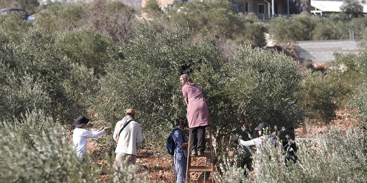 Filistin Topraklarını Gasbeden İsrailliler, Batı Şeria'da Zeytin Toplayan Filistinlileri Hedef Alıyor
