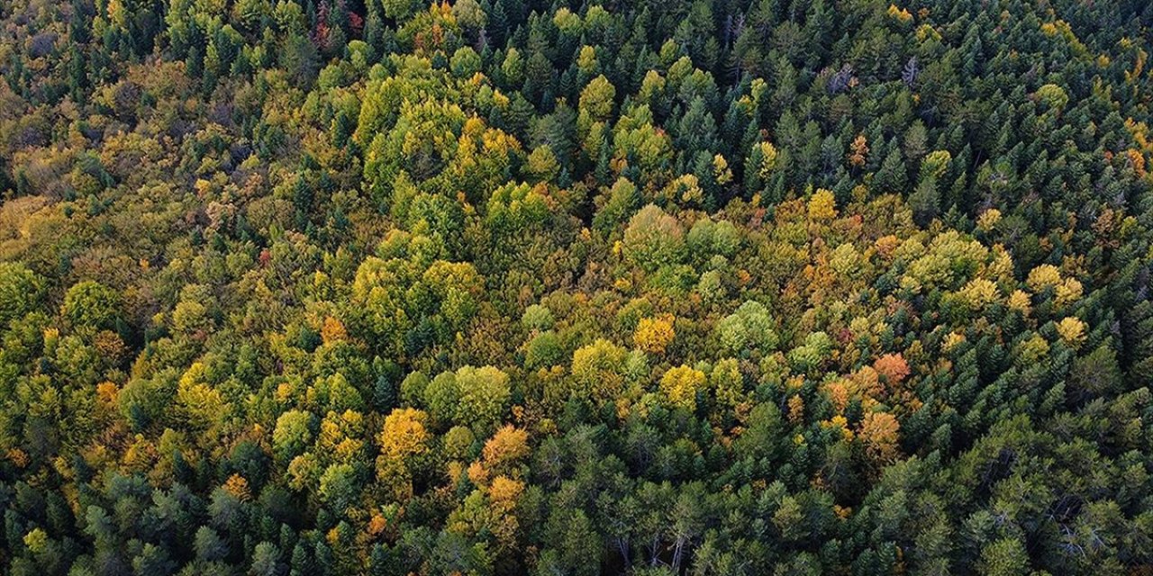 "Orman Denizi" Karabük'te Sonbaharın Renkleri Havadan Görüntülendi