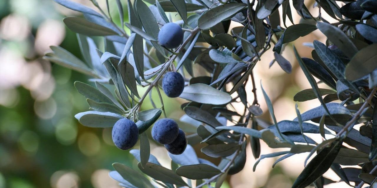 Artvin'de Lezzet Ödüllü "Butko Zeytini" Hasadı Başladı