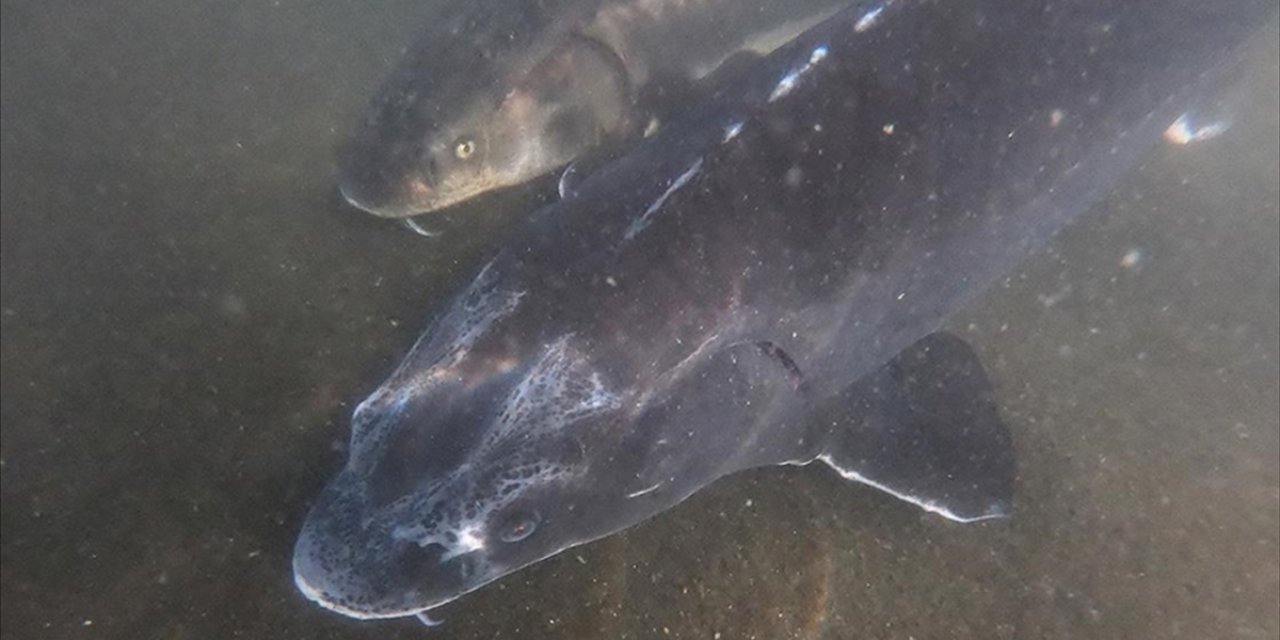 "Karadeniz'in Biyolojik Hazinesi" Mersin Balığının Korunması İçin 4 Ülke Arasında İşbirliğine Gidildi