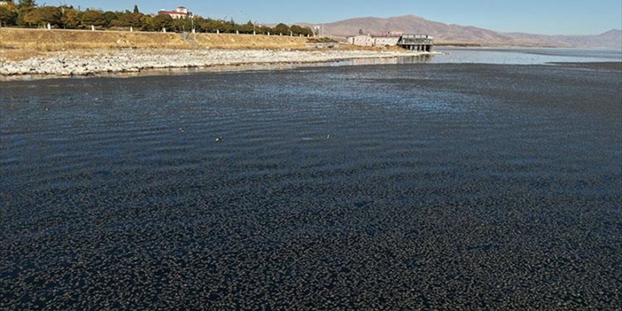 Van Gölü'nde Kıyıya Yakın Bazı Noktalarda Yosun Tabakası Oluştu