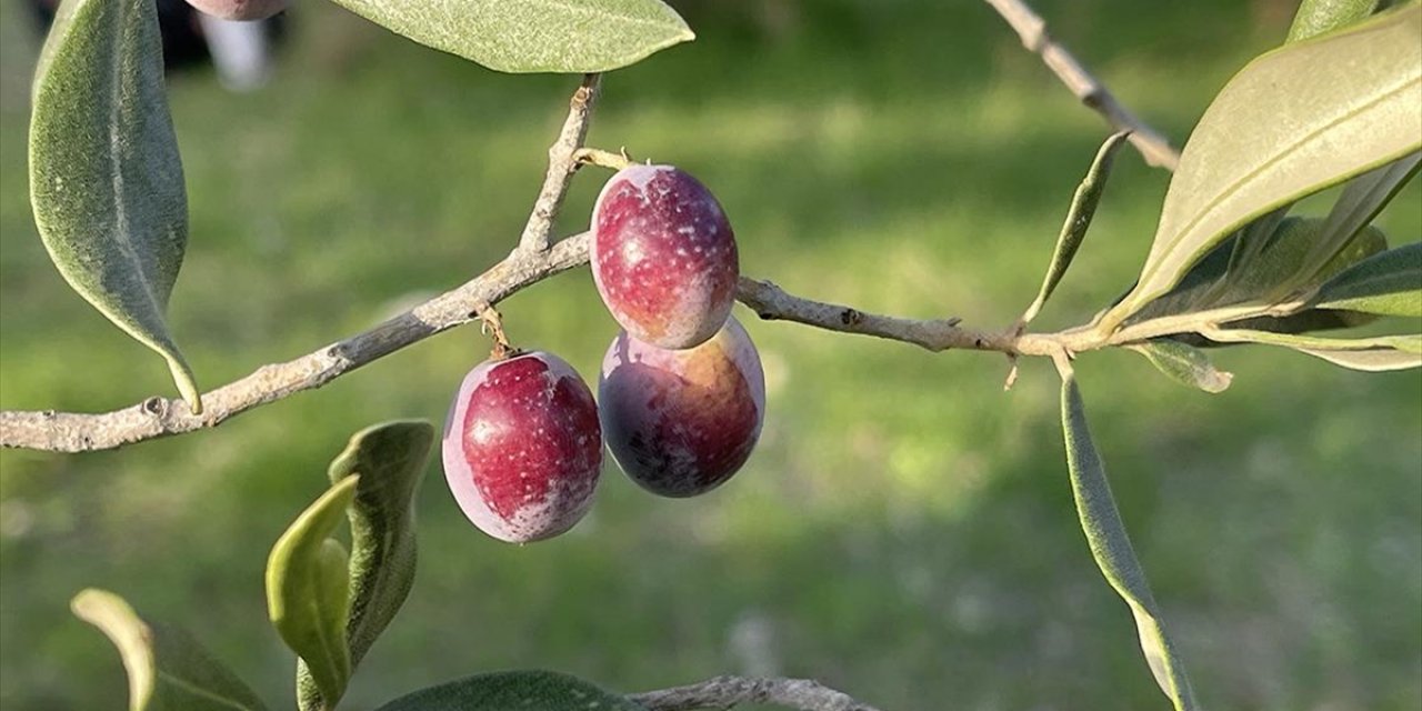 Türkiye'de 2 Milyon 450 Bin Ton Zeytin Rekoltesi Bekleniyor