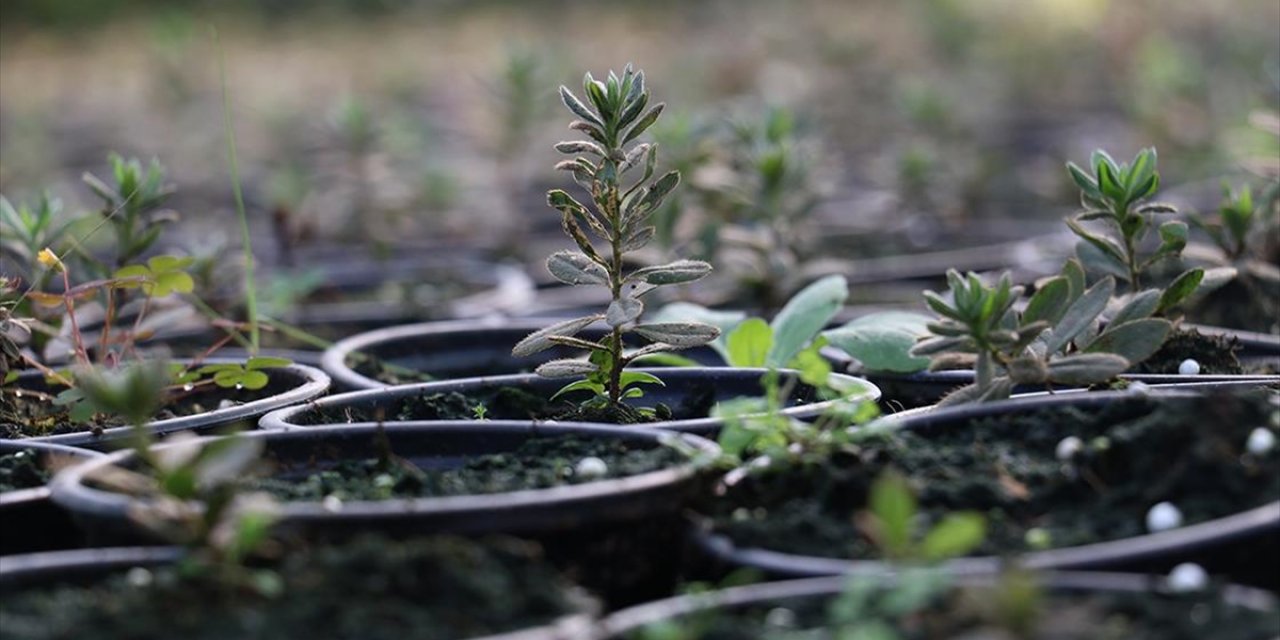 Trabzon'da Doku Kültürü Laboratuvarında Yılda Yaklaşık 200 Bin Fidan Üretiliyor
