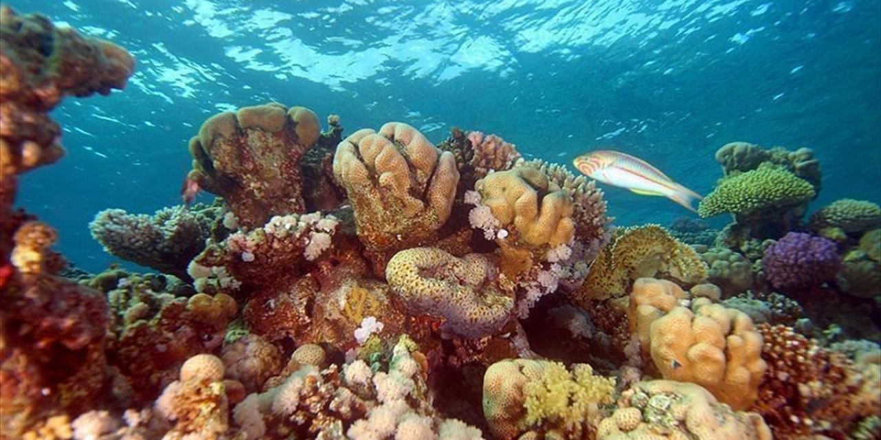 Denizlerin "Yağmur Ormanları" Mercan Resifleri İklim Krizinin Gölgesinde Yok Oluyor