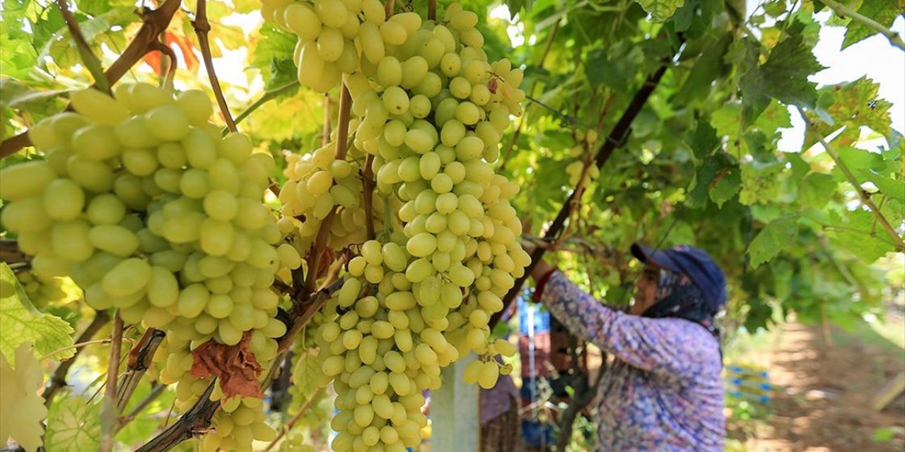 Sofralık Üzümün Üretim Merkezinde Verim ve Kalite Sevinci
