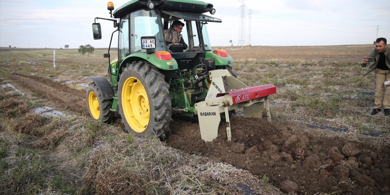 "Efsane Renk" Edirne Kırmızısının Elde Edildiği Kök Boya Bitkisinin Hasadına Başlandı