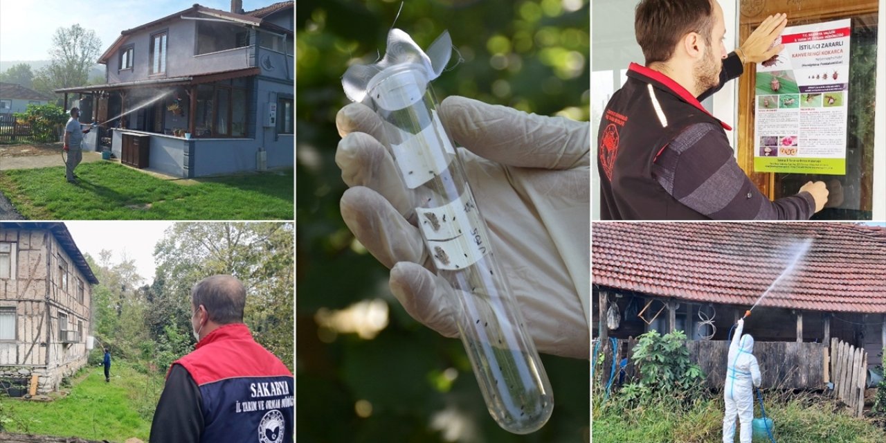 Sakarya'da Kahverengi Kokarca Etkin Mücadeleyle Sıkı Takipte