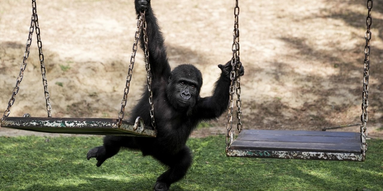 Yavru Goril "Zeytin" Türkiye'de Kalacak