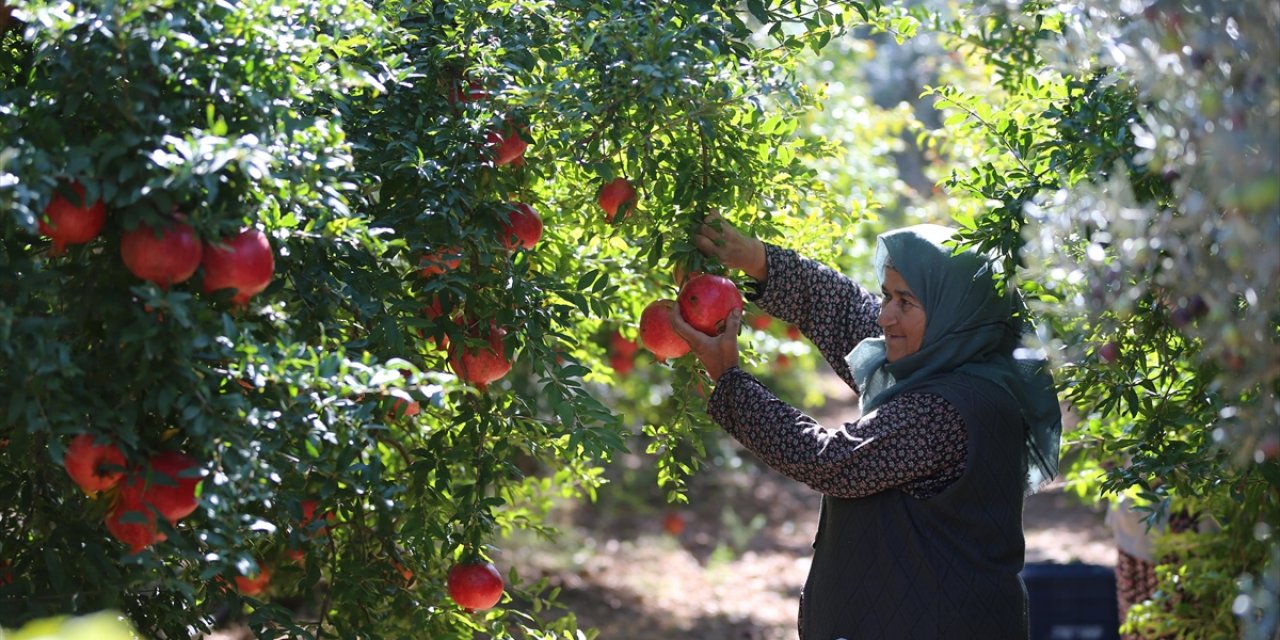 Antalya Nar Üretiminde Ve İhracatında İlk Sırada