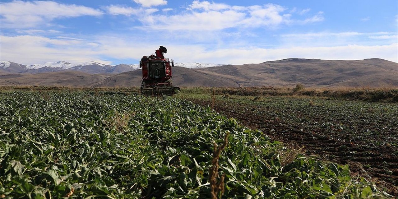 Erzurum'da Şeker Pancarının Ekim Alanı Yaklaşık Yüzde 40 Arttı