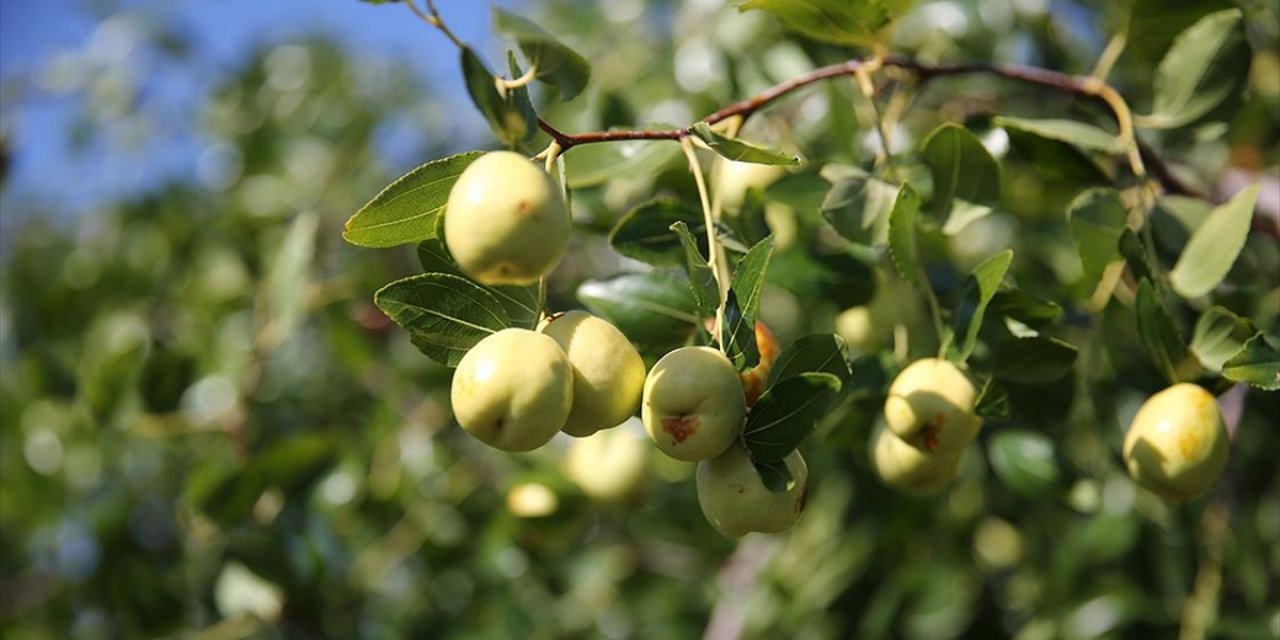 Edirne'de Çiftçiler Küçük Arazilerini Yüksek Gelirli Hünnap Üretimiyle Değerlendiriyor