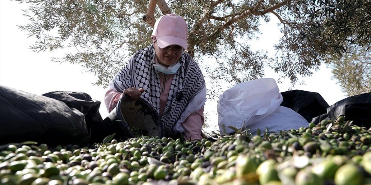 Batı Şeria, Zeytin Hasadında Filistin Topraklarını Gasbeden İsraillilerin Saldırılarına Sahne Oluyor