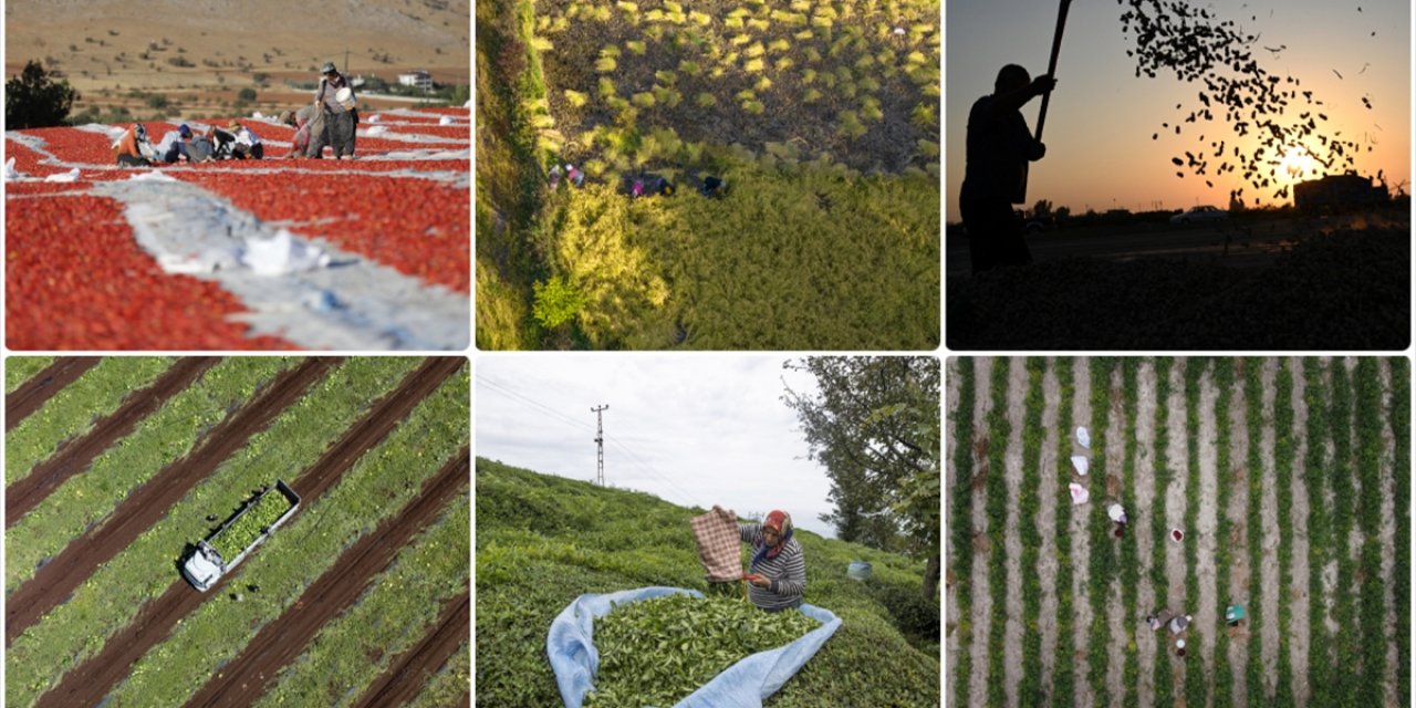 Tarım Sayımına Katılan Çiftçi Sayısı 2,7 Milyonu Aştı