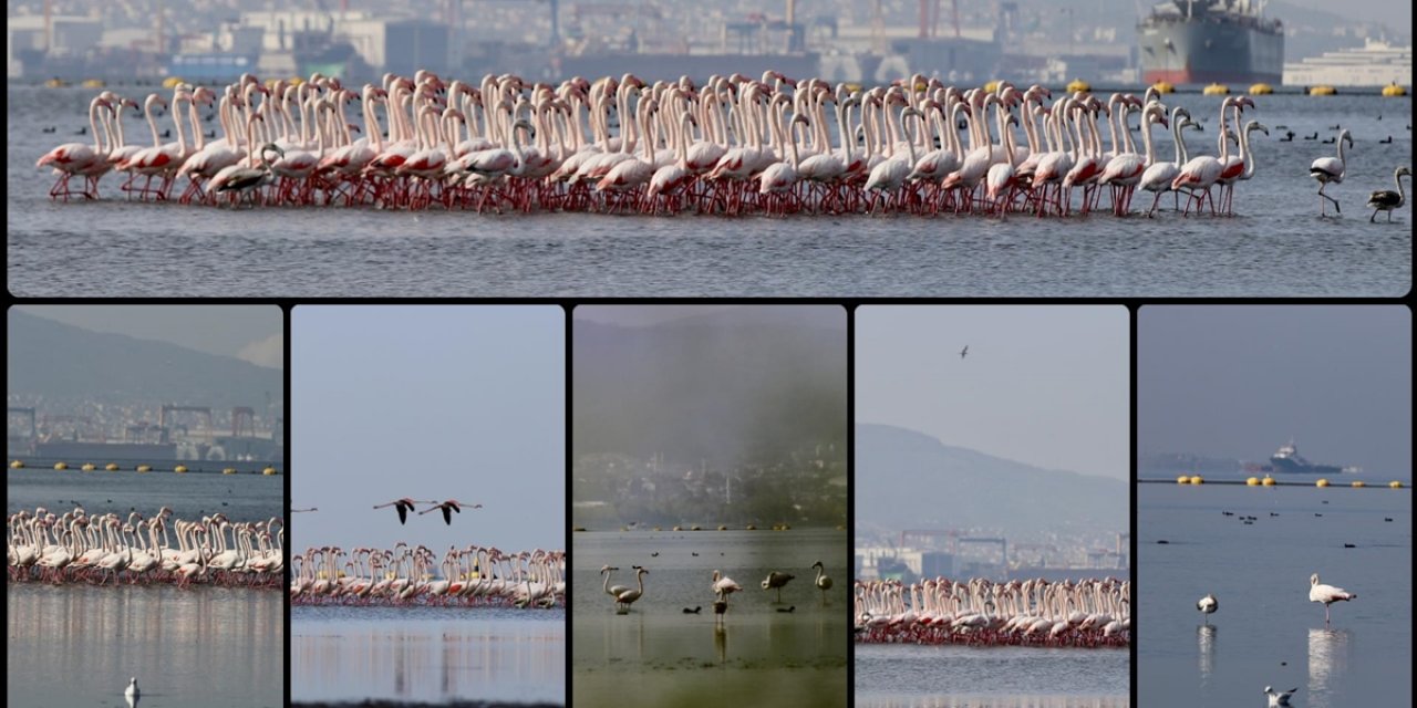 İzmit Körfezi'ndeki Dip Çamuru Temizliği Biyoçeşitliliği Artırıyor