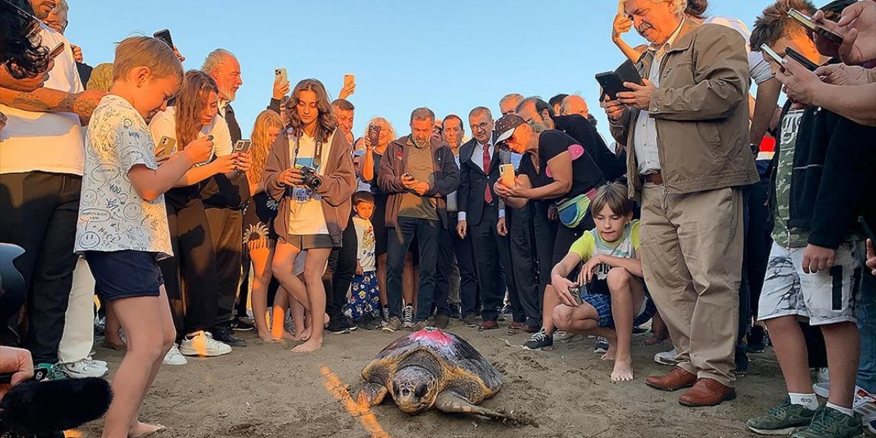 Caretta Caretta "Cumhuriyet" Mavi Sularda 1 Yılda 500 Kilometre Yol Katetti