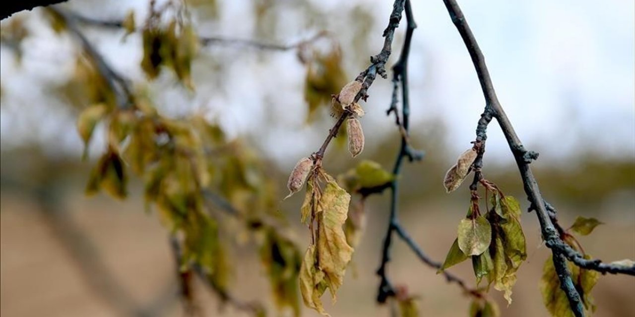 Zirai Dondan Etkilenen Üreticilere 6,5 Milyar Liralık Yeni Destek Ödemesi