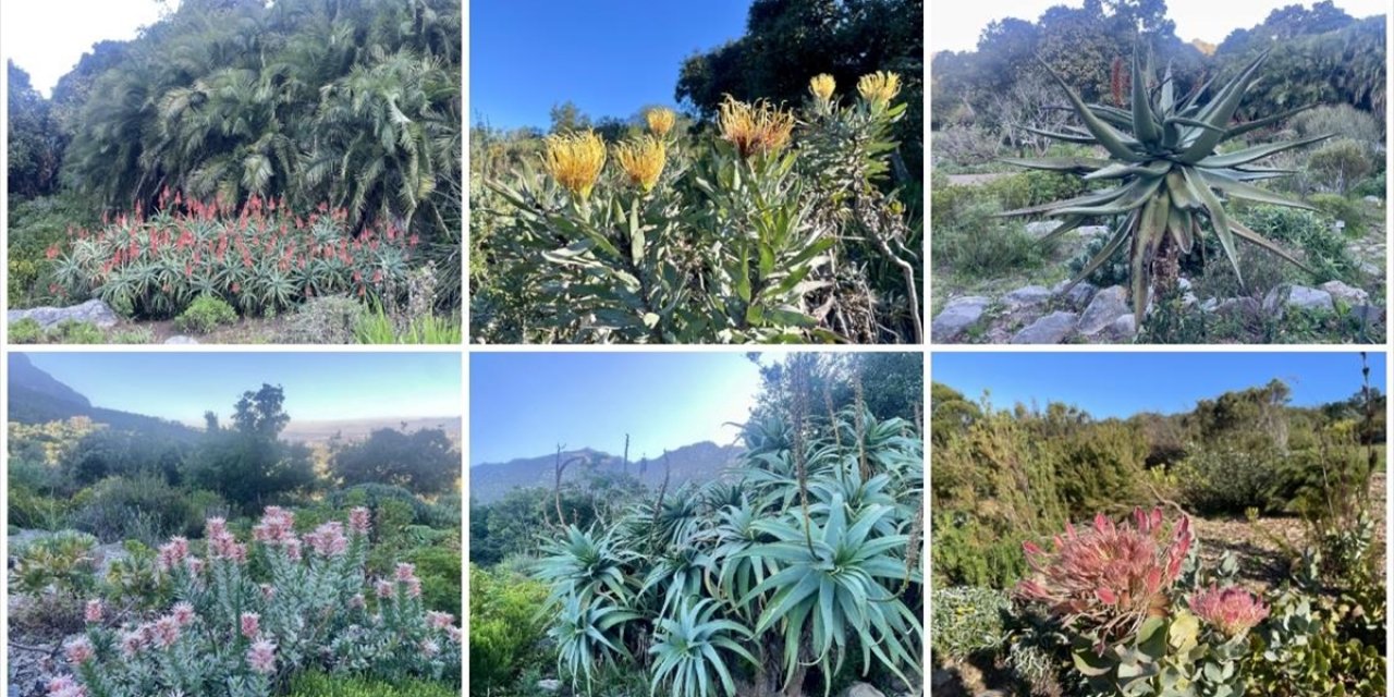 Afrika'nın Güneybatı Ucunda Bir Dünya Mirası: Cape Flora Krallığı