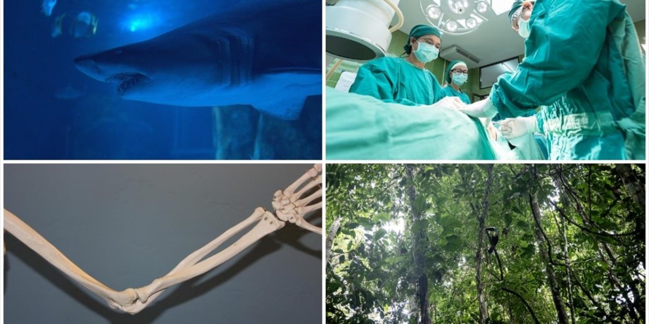 Domuz Karaciğeri Naklinden Yeni Köpekbalığı Türü Keşfine Ekimin Bilimsel Gelişmeleri