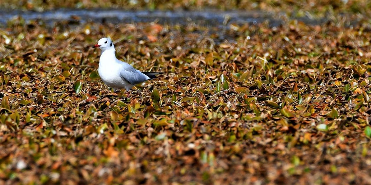 Kars'ta Göçmen Kuşların Konakladığı Asboğa Gölü'nde Su 60 Metre Çekildi