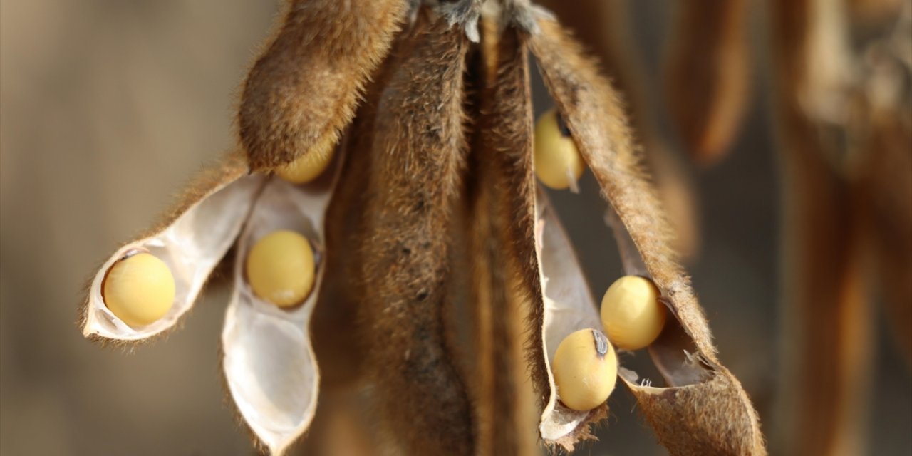 ABD İle Çin Arasındaki Görüşme Soya Fasulyesindeki Stratejik Önemi Ortaya Koydu