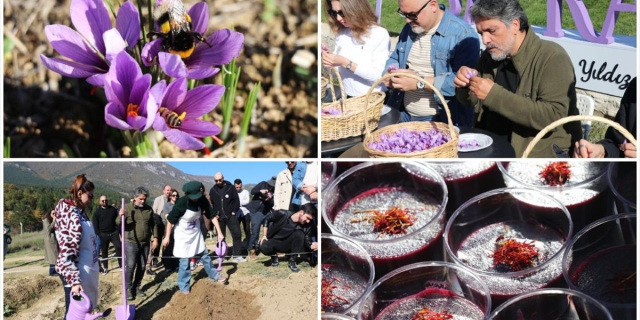 Karabük'te "Safran İmecesi" Etkinliği Düzenlendi