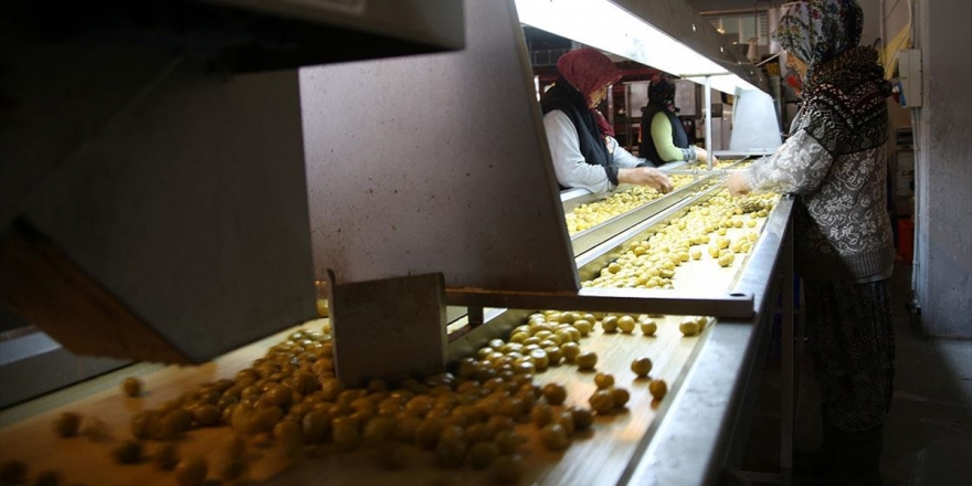 Zeytin İhracatı 142 Milyon Dolara Ulaştı