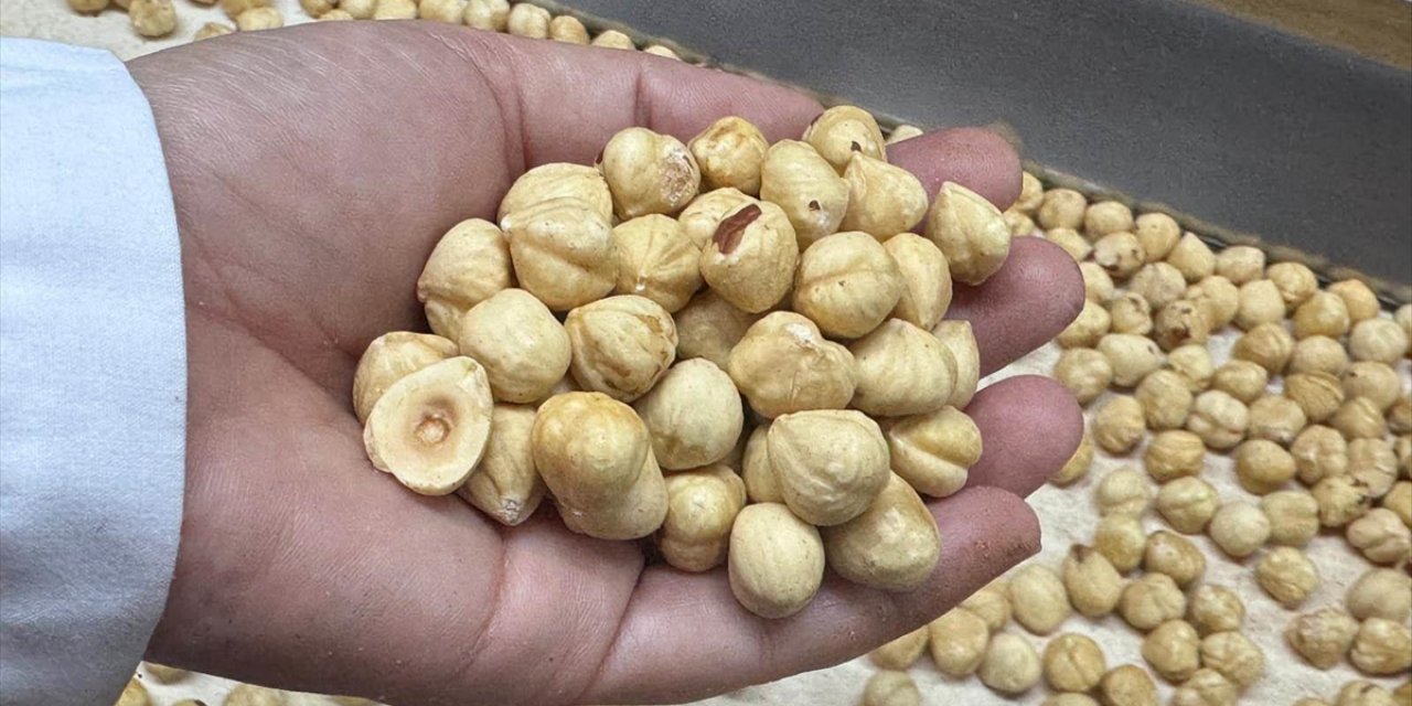 Türkiye, Fındık İhracat Sezonunun İlk İki Ayında 351 Milyon Doları Aşkın Gelir Sağladı