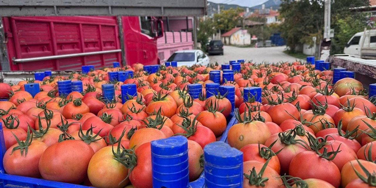 Isparta'nın Deregümü Köyündeki Domates Seralarında Hasat Sezonu Uzadı