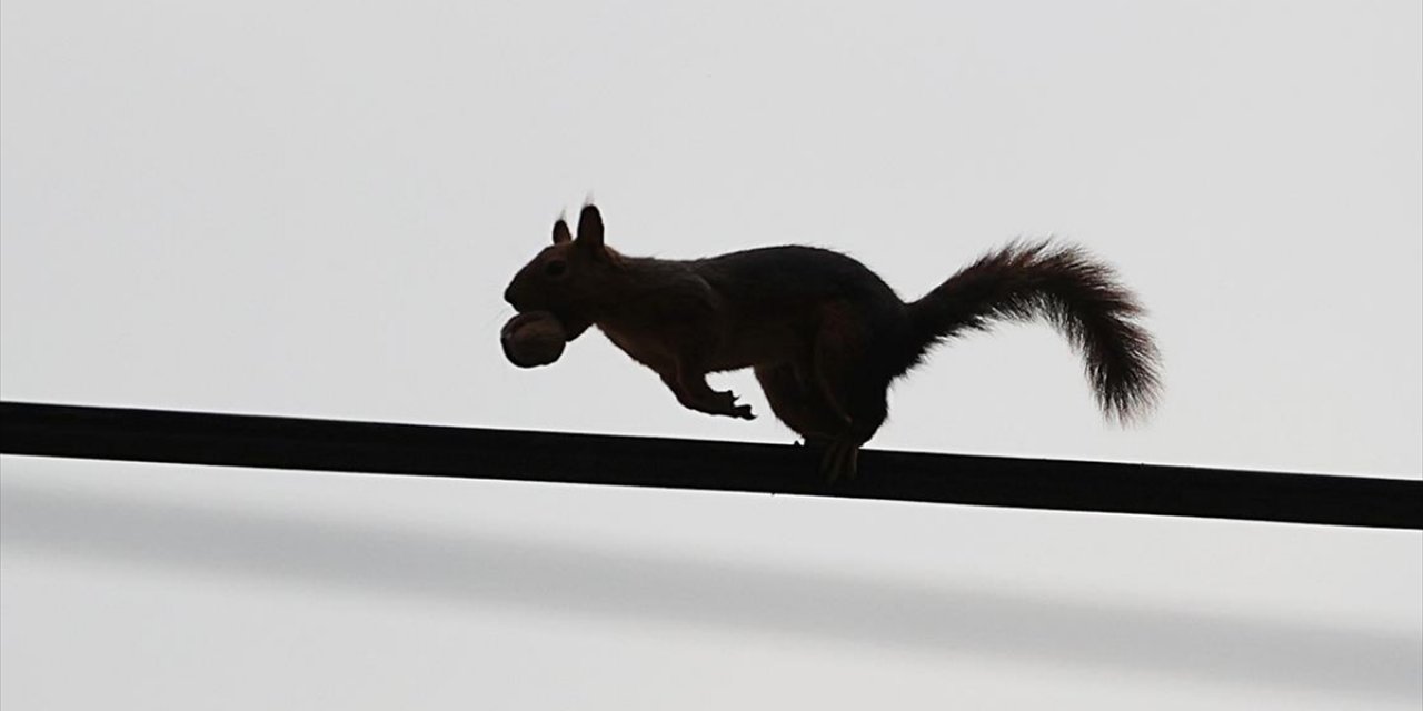 Samsun'un Alaçam İlçesinde Sonbahar Güzelliklerine Sincaplar Eşlik Ediyor