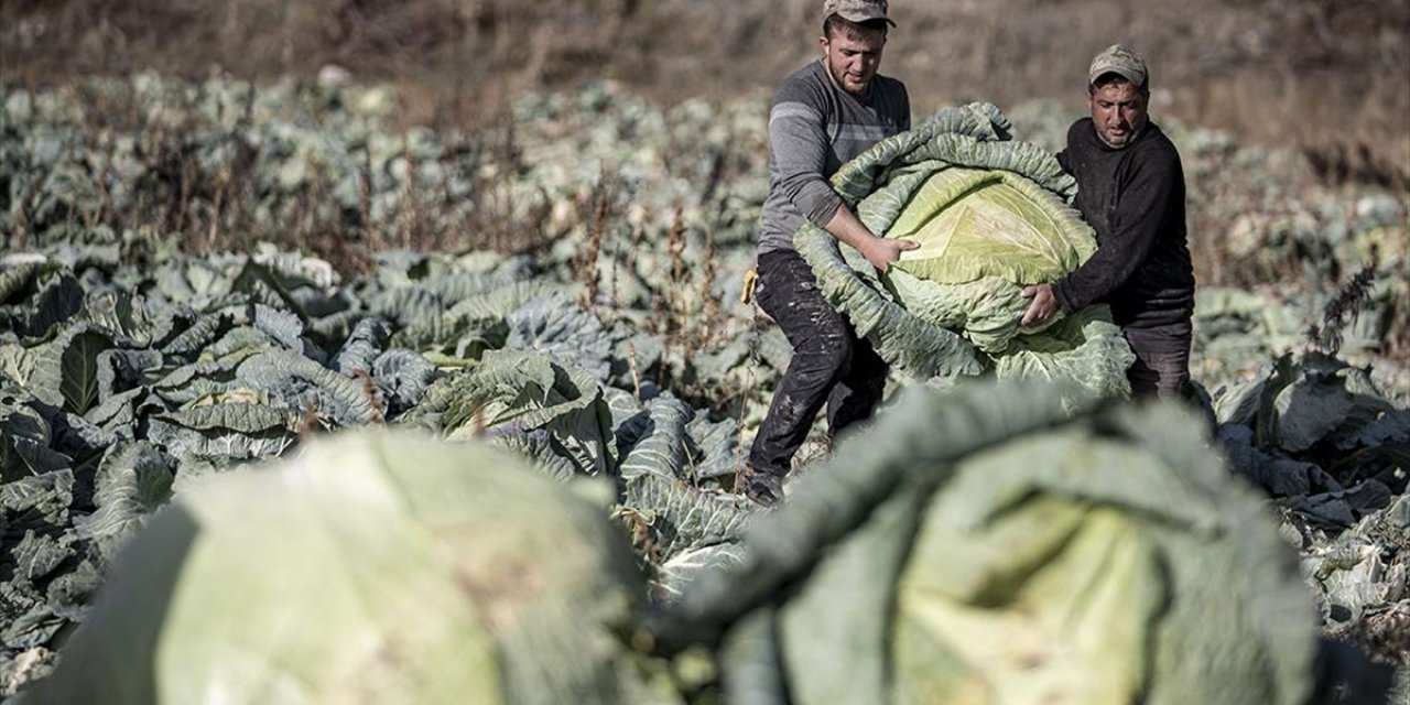 Pasinler Ovası'nda "Ata Tohumlarla" Üretilen Lahanalar Üreticinin Yüzünü Güldürdü