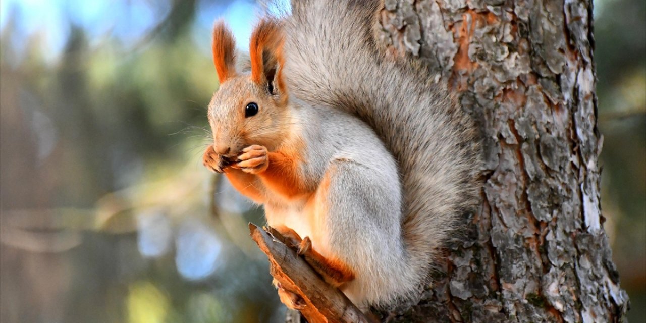 Kars'ta Kızıl Sincaplar Kış Uykusu Hazırlıklarına Başladı
