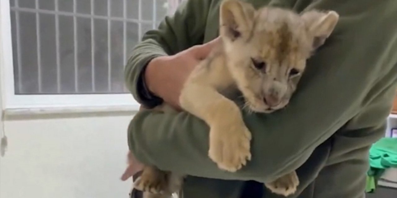 Yasa Dışı Yolla Getirilen Afrika Aslanı Yavrusuna El Konuldu