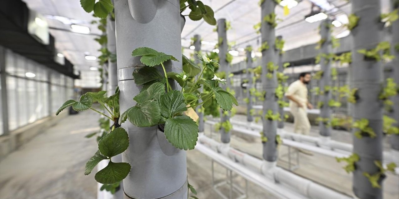 Topraksız Dikey Tarım Uygulamaları Enerjide Tasarruf ve Yüksek Verimlilikle Geleceğe Umut Oluyor