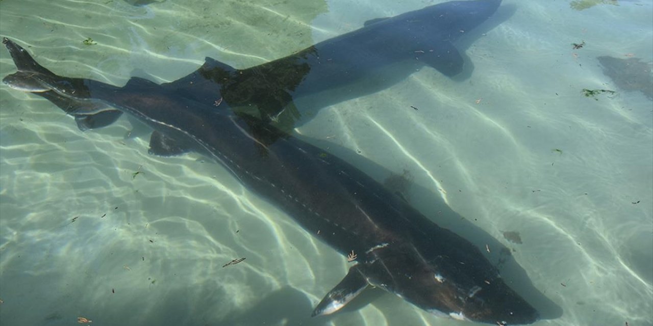 Trabzon'da Mersin Balığının Korunması İçin 25 Yıldır Mücadele Ediliyor