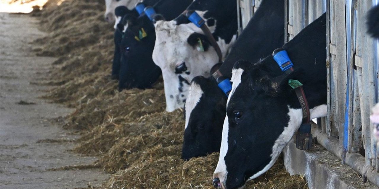 Mütevazı Çiftliğini Devlet Destekleriyle Modern Süt Üretim Tesisine Dönüştürdü