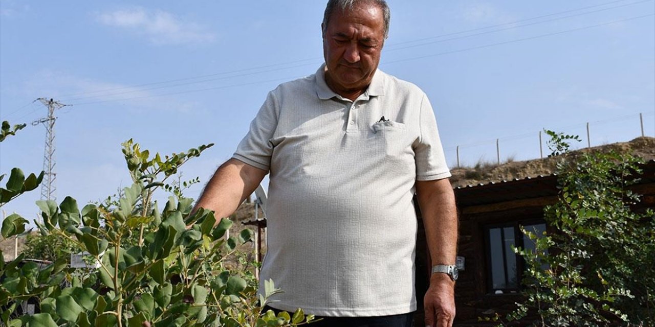 Emekli Mühendis 156 Dönümlük Atıl Araziyi Fidanlarla Yeşertti