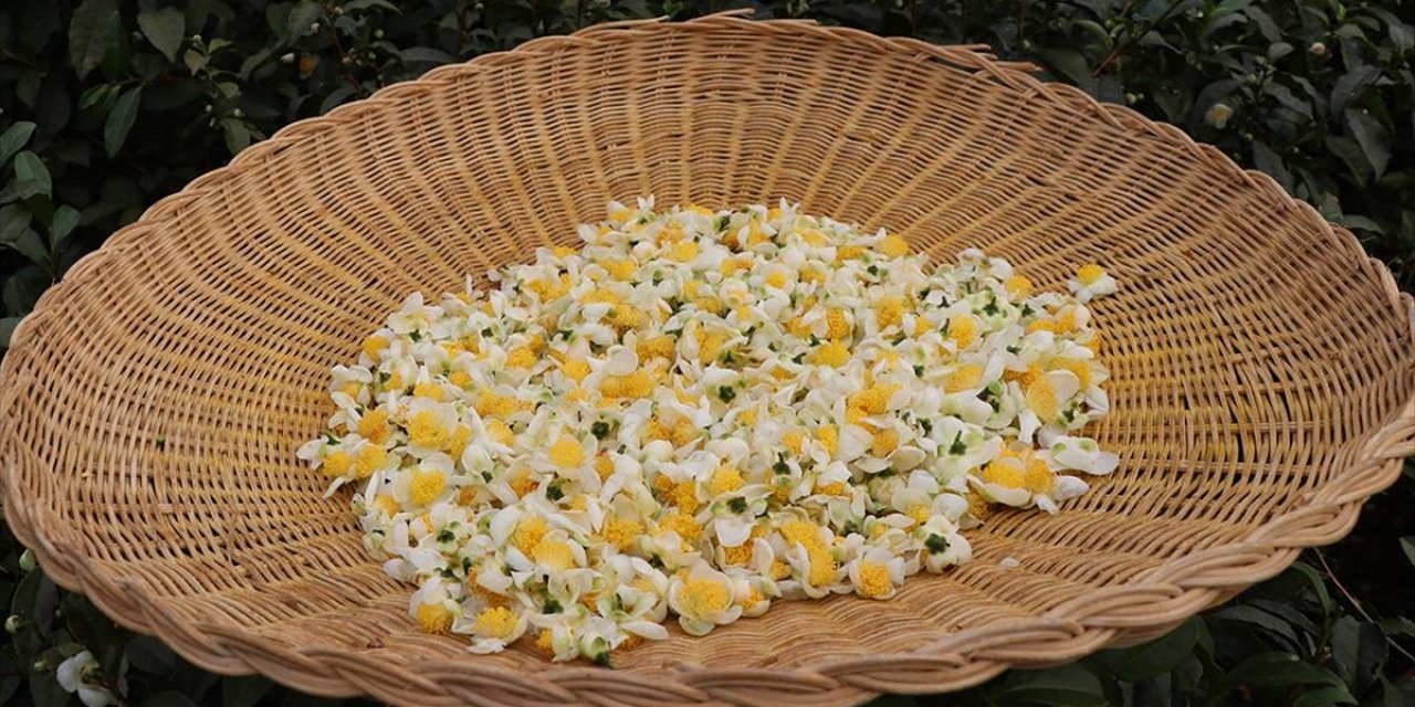 Çaymer, Bu Yıl 50 Kilogram Çiçek Çayı Üretti