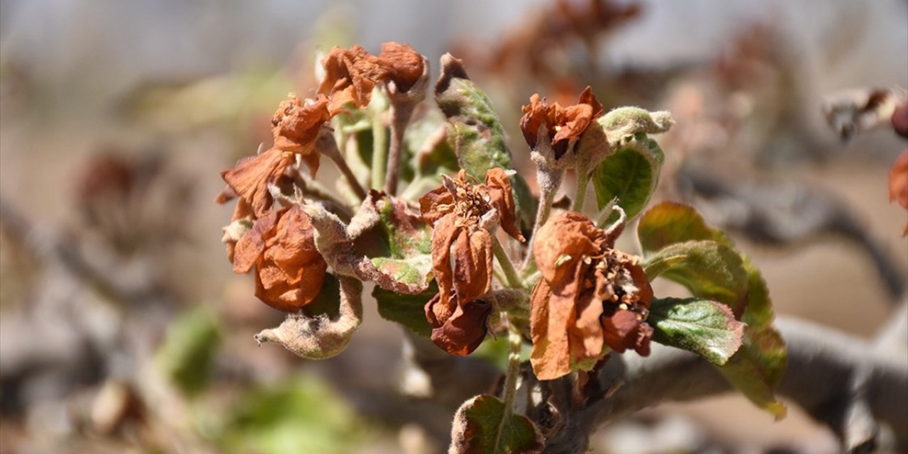 Zirai Dondan Etkilenen Üreticilere 798 Milyon Lira Yeni Destek Ödemesi