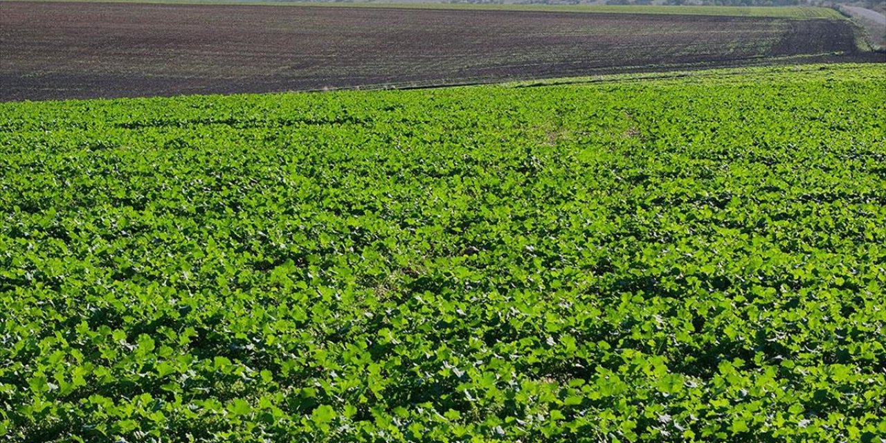 Edirne'de Son Dönemdeki Yağışlar Kanola Üreticisini Sevindirdi