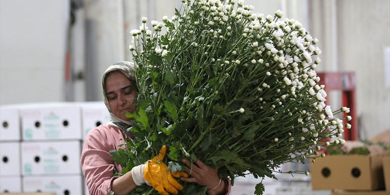 Çiçek Sektörü İhracatta Rekora Koşuyor