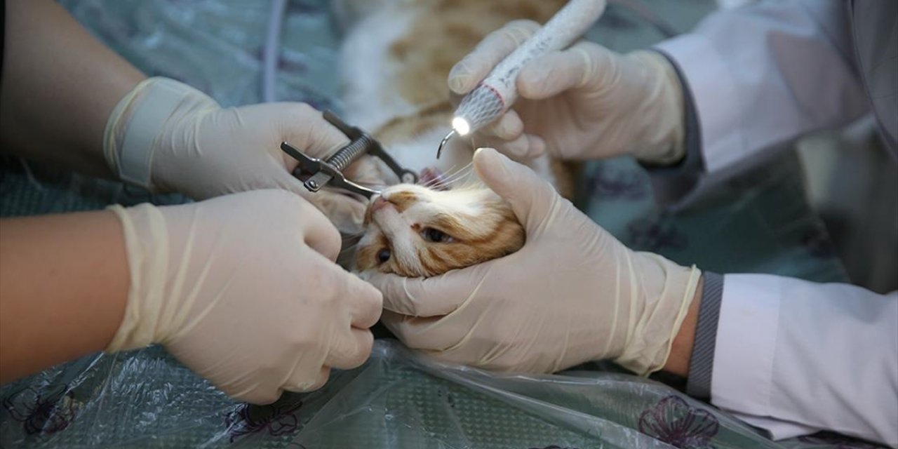 Diyarbakır'da "Can Dostlar"a Uzmanlardan Ağız ve Diş Tedavisi Hizmeti